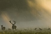 Red Deer (Cervus elaphus) stag with herd of females in mating season, Denemarken, Denmark