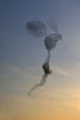 Common Starling (Sturnus vulgaris) flock being chased by a Peregrine Falcon (Falco peregrinus), Utrecht, Netherlands