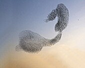 Common Starling (Sturnus vulgaris) flock being chased by a Peregrine Falcon (Falco peregrinus), Utrecht, Netherlands