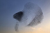 Common Starling (Sturnus vulgaris) flock being chased by a Peregrine Falcon (Falco peregrinus), Utrecht, Netherlands