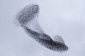 Common Starling (Sturnus vulgaris) flock being chased by a Peregrine Falcon (Falco peregrinus), Utrecht, Netherlands
