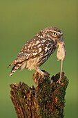 Little Owl (Athene noctua) with mouse prey, Netherlands