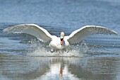 Mute Swan (Cygnus olor) landing on surface of water, Wanneperveen, Netherlands
