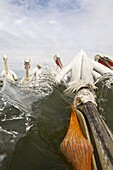 Dalmatian Pelican (Pelecanus crispus) trying to steal fish from a fisherman, Lake Kerkini, Greece