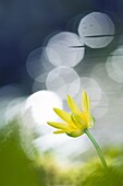 Lesser Celandine (Ranunculus ficaria), Nijmegen, Netherlands