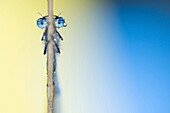 Damselfly on a reed, Nijmegen, Netherlands