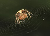 Garden Spider (Araneus diadematus) in its web, Europe
