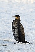Great Cormorant (Phalacrocorax carbo) juvenile in snow, Lingewaal, Netherlands