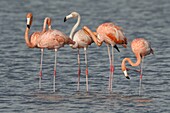 Greater Flamingo (Phoenicopterus ruber), Curacao, Dutch Antilles