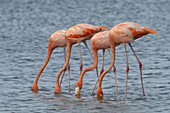 Greater Flamingo (Phoenicopterus ruber) group feeding, Curacao, Dutch Antilles