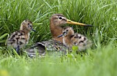Black-tailed Godwit (Limosa limosa) mother with chicks at nest, Waterland, Netherlands