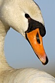 Mute Swan (Cygnus olor), Waterland, Netherlands