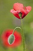 Red Poppy (Papaver rhoeas) and flowerbud, Beuningen, Netherlands