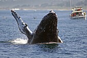 Humpback Whale (Megaptera novaeangliae) breaching in front of whale watching boat, California