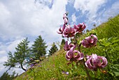 Martagon Lily (Lilium martagon) in alpine meadow, Heiligenblut, Austria