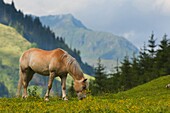 Domestic Horse (Equus caballus) grazing in mountains, Hohe Tauern National Park, Austria