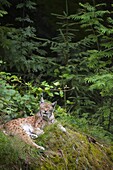 Eurasian Lynx (Lynx lynx) in forest habitat, Neuschonau, Germany