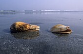 Blunt Gaper (Mya truncata) shells washed up shells, Kijkduin, Netherlands