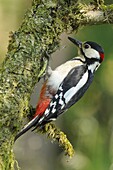 Great Spotted Woodpecker (Dendrocopos major) male, Veluwe, Netherlands