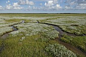 Tidal flat with channels, Schiermonnikoog National Park, Netherlands