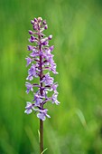 Fragrant Orchid (Gymnadenia conopsea) flowering, France