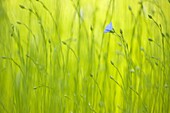 Common Flax (Linum usitatissimum), Nisse, Netherlands