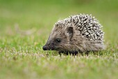 Brown-breasted Hedgehog (Erinaceus europaeus) juvenile, Aalst, Belgium