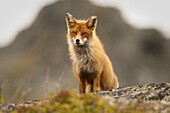Red Fox (Vulpes vulpes), Norway