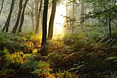 Morning light in forest, Rheden, Netherlands