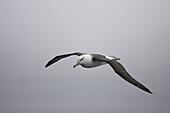 Black-browed Albatross (Thalassarche melanophrys) flying, Drake Passage, Antarctica