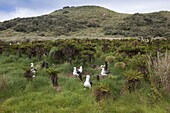 Yellow-nosed Albatross (Thalassarche chlororhynchos) nesting colony, Nightingale Island, Tristan da Cunha