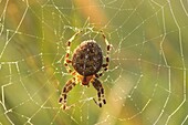 Garden Spider (Araneus diadematus) on a dewy web, Middelburg, Netherlands