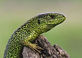 Sand Lizard (Lacerta agilis), Ukraine