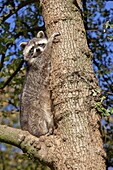 Raccoon (Procyon lotor) in a tree, Germany