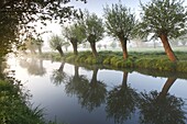 Willow (Salix sp) row along canal, Zwalm River, Belgium
