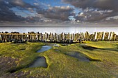 Fenceline near tidepools at the shore of the Wadden Sea, Moddergat, Netherlands