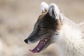 Arctic Fox (Alopex lagopus) panting, Victoria Island, Canada