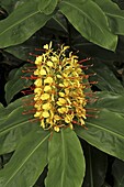 Kahili Ginger (Hedychium gardnerianum ) flowering, Portugal