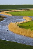 River through reclaimed lowland, Ameland, Netherlands