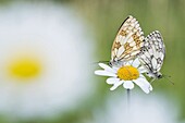 Marbled White (Melanargia galathea) butterflies mating, Viroinval, Belgium