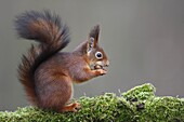 Eurasian Red Squirrel (Sciurus vulgaris) eating a nut, Belgium