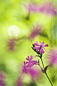 Red Campion (Silene dioica), France