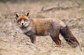 Red Fox (Vulpes vulpes) in winter coat, Zandvoort, Netherlands