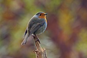 European Robin (Erithacus rubecula), Lochem, Netherlands