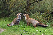 Red Fox (Vulpes vulpes) pair showing territorial behavior, Zandvoort, Netherlands
