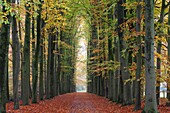 Beech (Fagus sp) trees along a road in autumn, Lochem, Netherlands