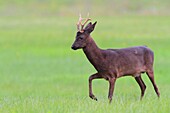 Western Roe Deer (Capreolus capreolus) dark morph buck in meadow, Rehden, Germany