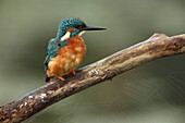 Common Kingfisher (Alcedo atthis), Lochem, Netherlands