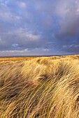 Grassy sand dune habitat, Ameland, Netherlands