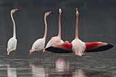 European Flamingo (Phoenicopterus roseus) group with one spreading wings, Florence, Italy